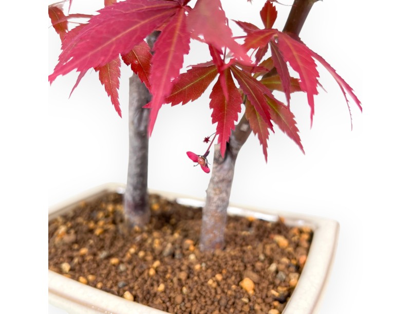 Arce bonsai 33 cm | Crema maceta rectangular