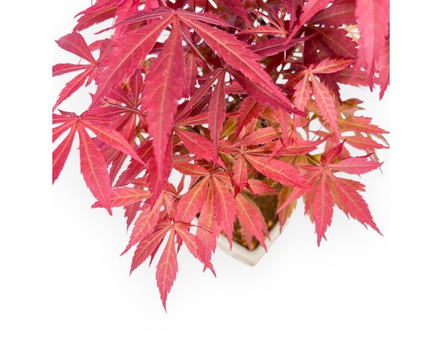 Bonsaï érable 33 cm | Pot rectangulaire crème 2