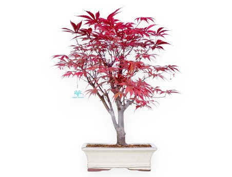 Maple bonsai 53 cm | Cream rectangular pot