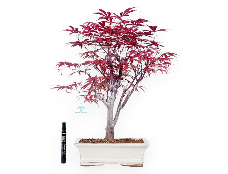 Arce bonsai 53 cm | Crema maceta rectangular