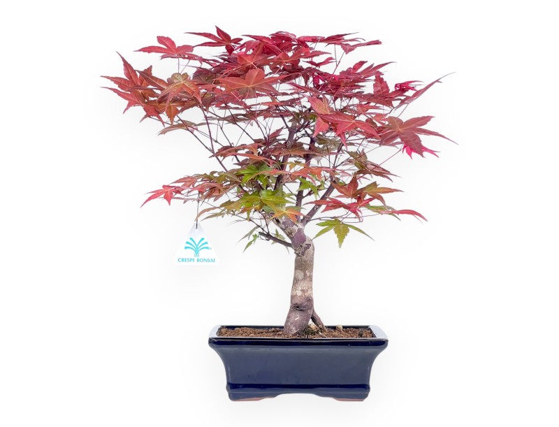 38 cm maple bonsai tree | Blue enamelled rectangular pot