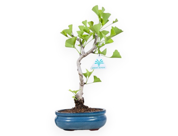 33 cm Ginkgo biloba Bonsai | Türkis ovaler Topf
