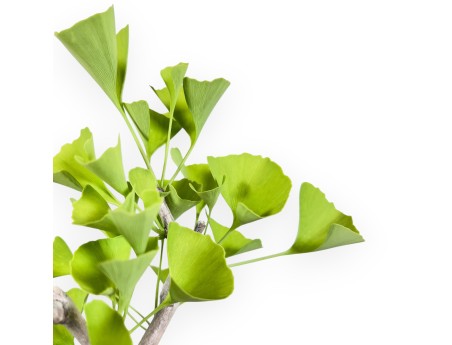 Ginkgo biloba bonsai de 33 cm | Pot ovale turquoise