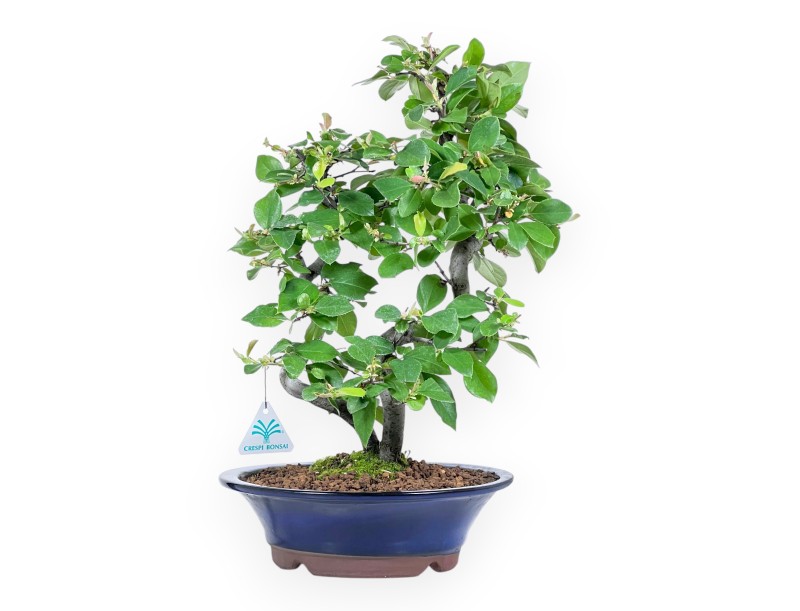 Pseudocydonia bonsai 45 cm | Blauw geëmailleerde ronde pot