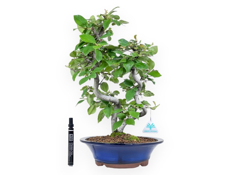 Pseudocydonia bonsai 45 cm | Blue enamelled round pot