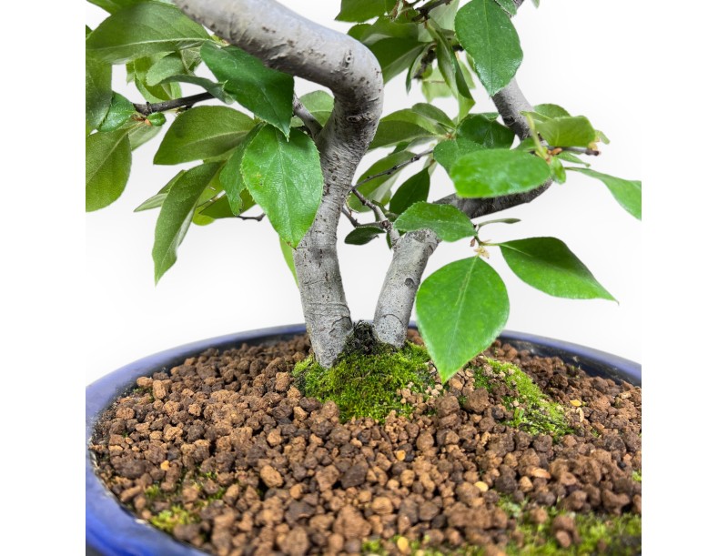 Bonsai di Pseudocydonia da 45 cm | Vaso tondo smaltato blu