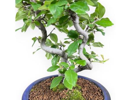 Pseudocydonia bonsai 45 cm | Blauw geëmailleerde ronde pot