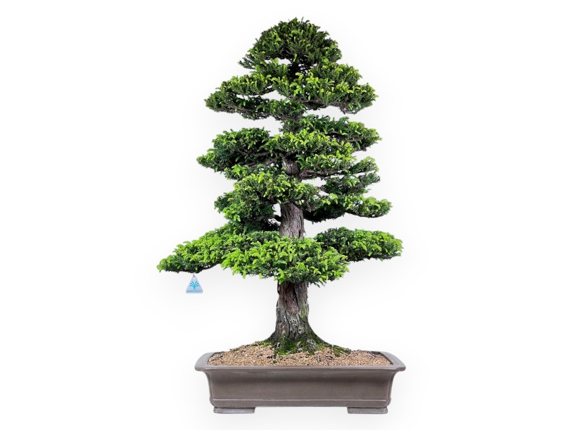 94 cm Cryptomeria Japonica bonsai | Pot rectangulaire en grès