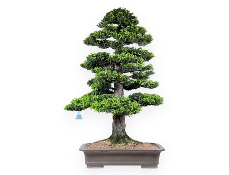 94 cm Cryptomeria Japonica bonsai | Pot rectangulaire en grès