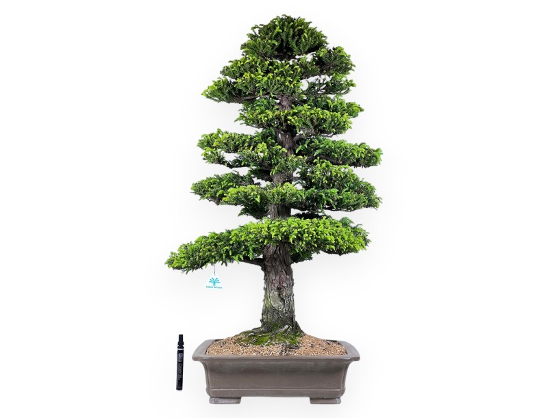 94 cm Cryptomeria Japonica bonsai | Maceta rectangular de gres