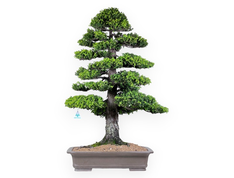 94 cm Cryptomeria Japonica bonsai | Maceta rectangular de gres