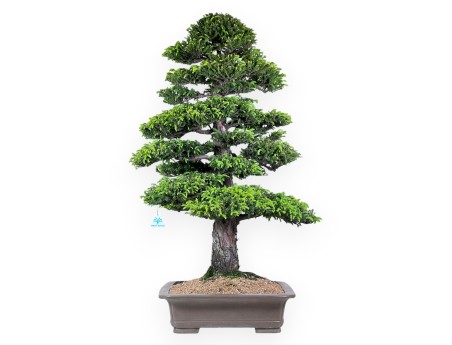 Bonsai di Cryptomeria Japonica da 94 cm | Vaso rettangolare in grès