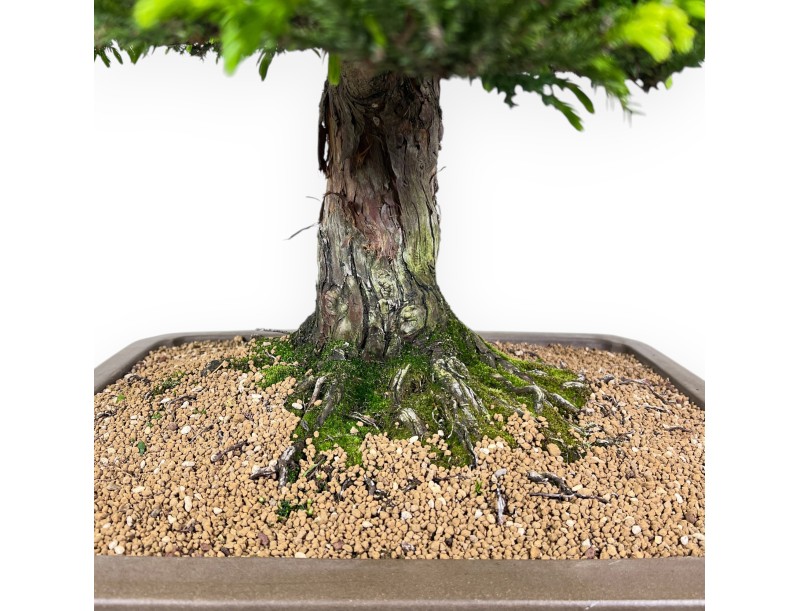 94 cm Cryptomeria Japonica Bonsai | Rechteckiger Topf aus Steingut