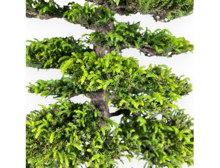 94 cm Cryptomeria Japonica bonsai | Pot rectangulaire en grès