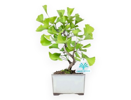 Bonsai von Ginkgo biloba von 25 cm | Quadratisch creme Topf