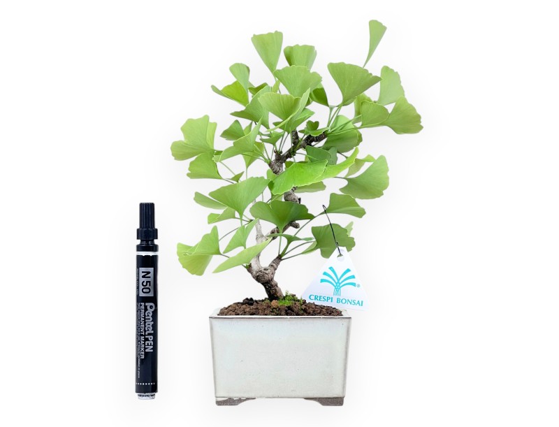 Bonsai von Ginkgo biloba von 25 cm | Quadratisch creme Topf