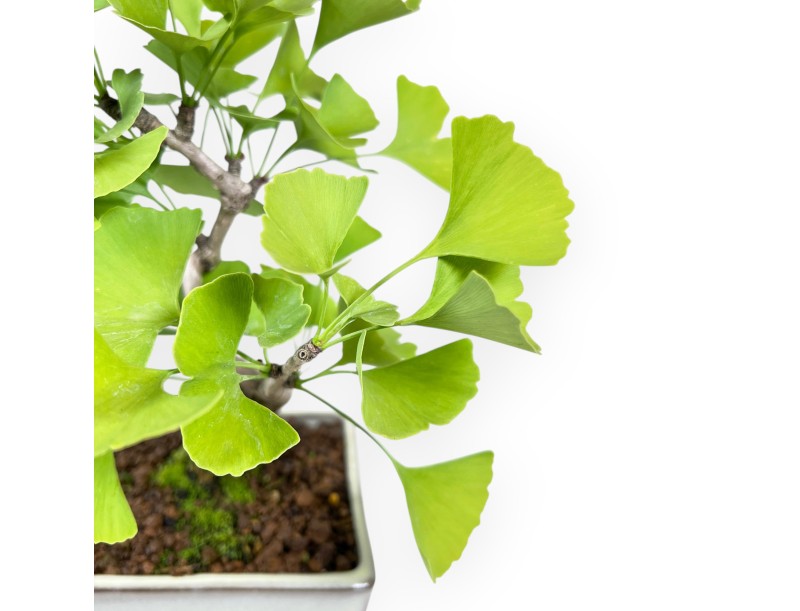 Bonsai von Ginkgo biloba von 25 cm | Quadratisch creme Topf