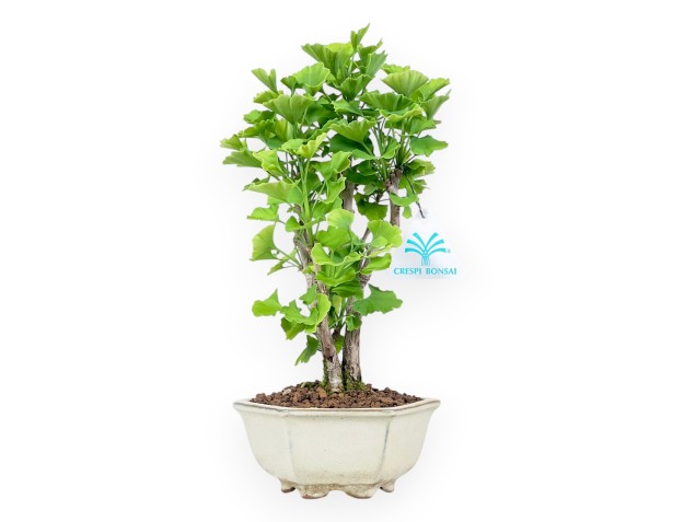 Bonsai von Ginkgo biloba von 29 cm | Sechseckig creme Topf