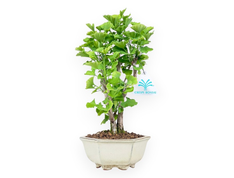 Bonsai of Ginkgo biloba of 29 cm | Cream hexagonal pot