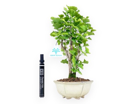 Bonsai of Ginkgo biloba of 29 cm | Cream hexagonal pot