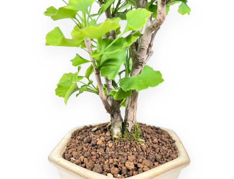 Bonsai of Ginkgo biloba of 29 cm | Cream hexagonal pot