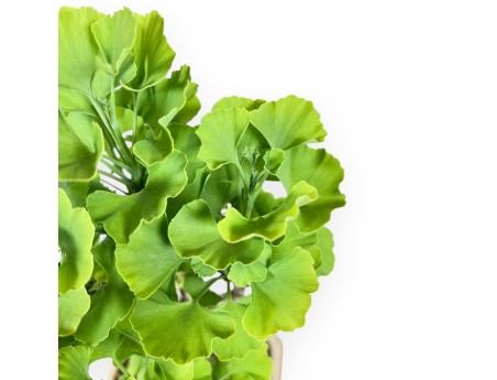 Bonsai of Ginkgo biloba of 29 cm | Cream hexagonal pot