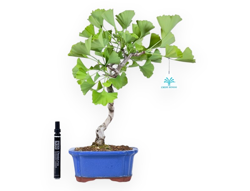 Bonsai von Ginkgo biloba von 39 cm | Rechteckig blau Topf