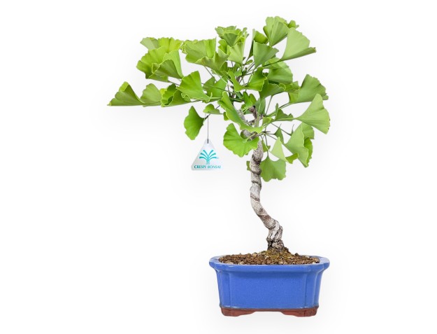 Bonsai von Ginkgo biloba von 39 cm | Rechteckig blau Topf