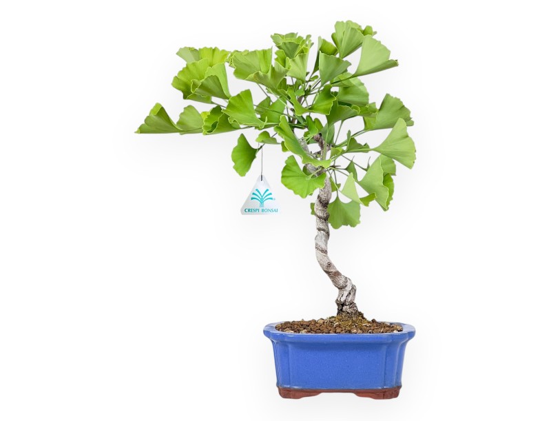 Bonsai von Ginkgo biloba von 39 cm | Rechteckig blau Topf