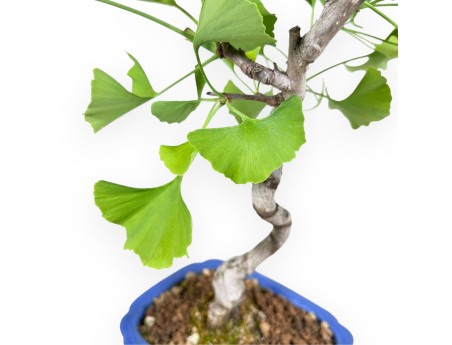 Bonsai von Ginkgo biloba von 39 cm | Rechteckig blau Topf