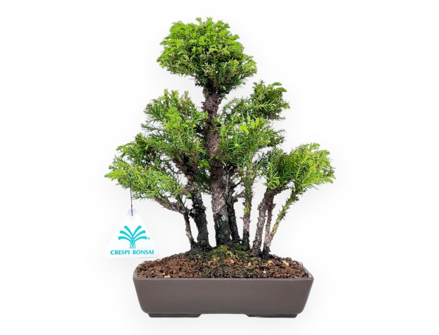 Bonsai van Ceder van 26 cm | Rechthoekige ongeglazuurde pot