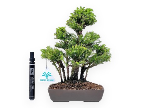 Bonsái de Cedro de 26 cm | Maceta rectangular de gres