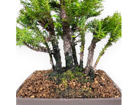 Bonsai of Cedar of 26 cm | Rectangular stoneware pot