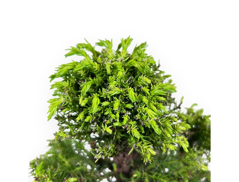 Bonsái de Cedro de 26 cm | Maceta rectangular de gres
