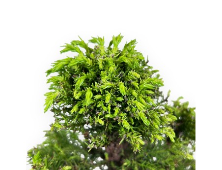 Bonsái de Cedro de 26 cm | Maceta rectangular de gres