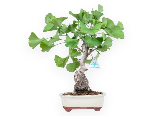 Bonsai von Ginkgo biloba von 40 cm | Wolke creme Topf