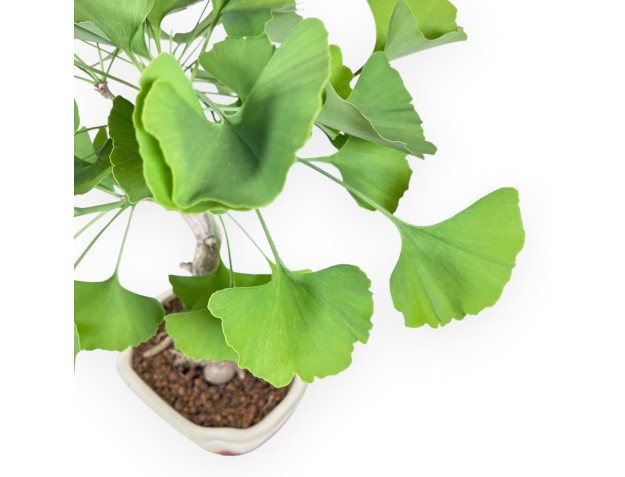 Bonsai von Ginkgo biloba von 40 cm | Wolke creme Topf 2