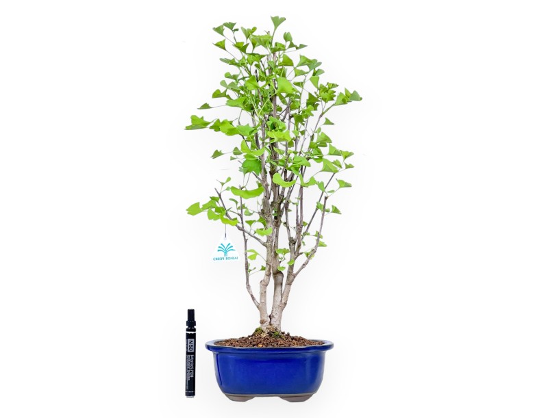 Bonsai von Ginkgo biloba von 57 cm | Wolke blau Topf