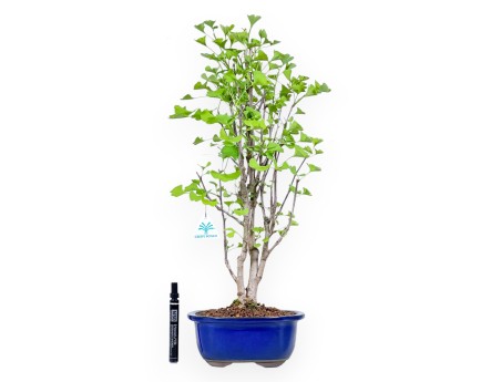 Bonsai von Ginkgo biloba von 57 cm | Wolke blau Topf