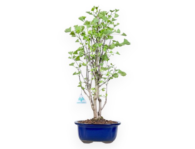 Bonsai von Ginkgo biloba von 57 cm | Wolke blau Topf