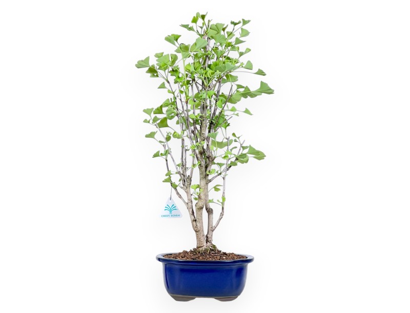 Bonsai von Ginkgo biloba von 57 cm | Wolke blau Topf