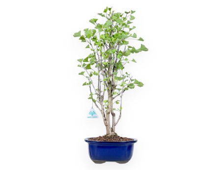 Bonsai von Ginkgo biloba von 57 cm | Wolke blau Topf