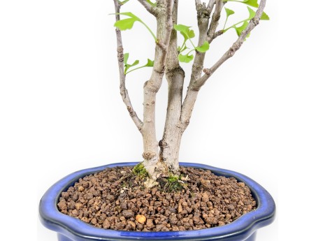 Bonsai von Ginkgo biloba von 57 cm | Wolke blau Topf