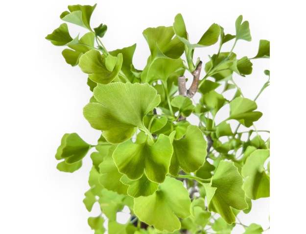 Bonsai von Ginkgo biloba von 57 cm | Wolke blau Topf 2
