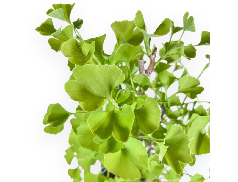 Bonsai von Ginkgo biloba von 57 cm | Wolke blau Topf