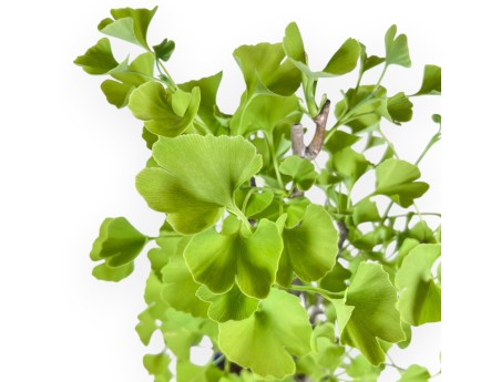 Bonsai von Ginkgo biloba von 57 cm | Wolke blau Topf