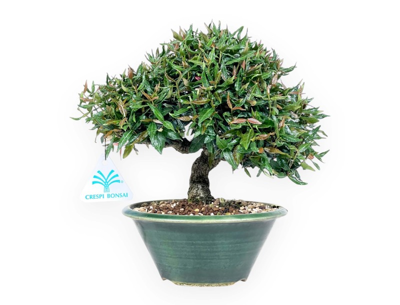 Bonsái de Trachelospermum de 23 cm | Maceta redondo verde