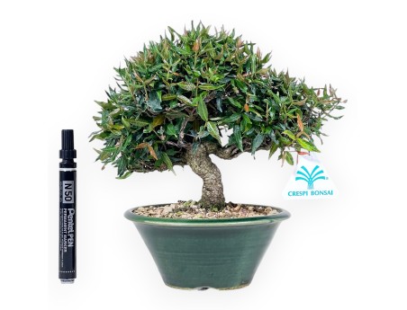 Bonsai von Trachelospermum von 23 cm | Rund grün Topf