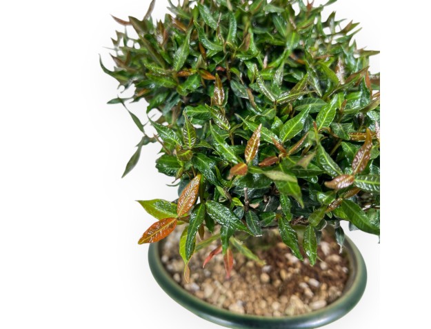 Bonsái de Trachelospermum de 23 cm | Maceta redondo verde 2