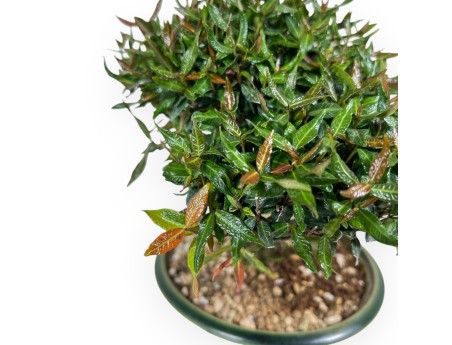 Bonsai of Trachelospermum of 23 cm | Round green pot